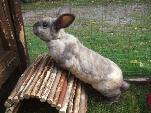 Bugsy